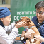 Bienestar y cuidado de animales en situación de calle