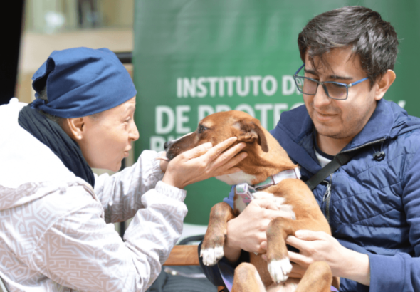 Bienestar y cuidado de animales en situación de calle