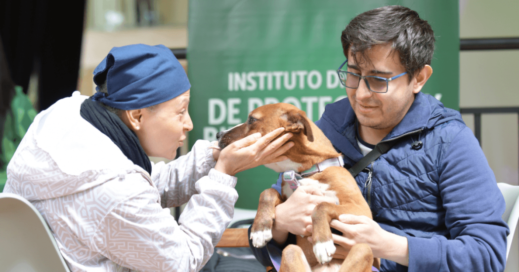 Bienestar y cuidado de animales en situación de calle
